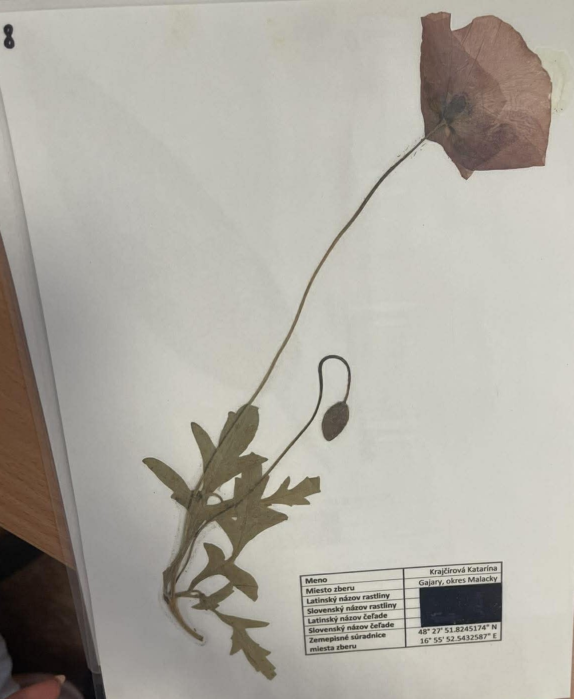 Rastlina Papaver rhoeas